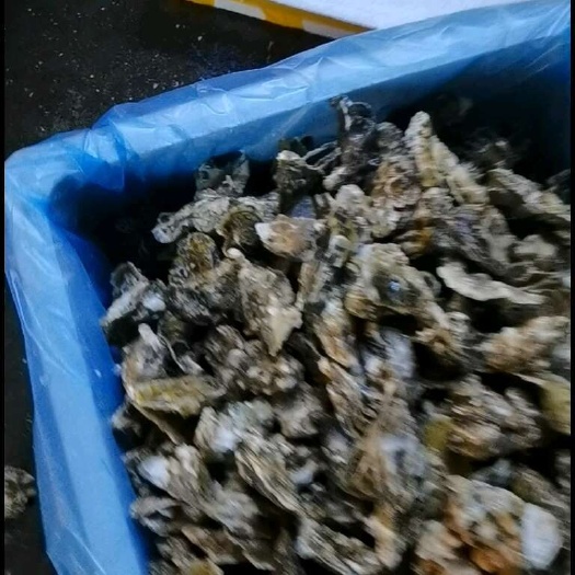 佛山豆豆 精品乳山生蚝 三倍体产地直销
