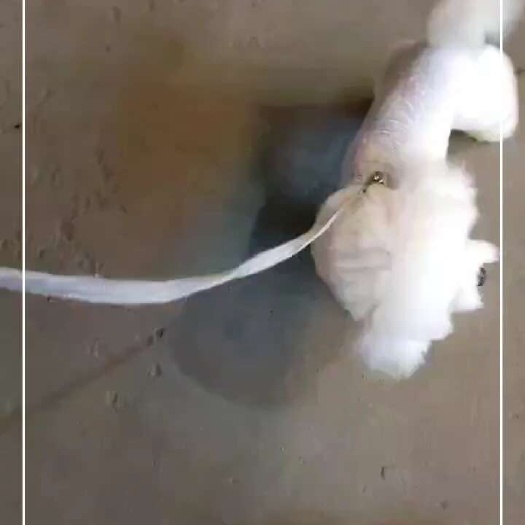 石家庄小体比熊，公母都有随时联系，雪纳瑞