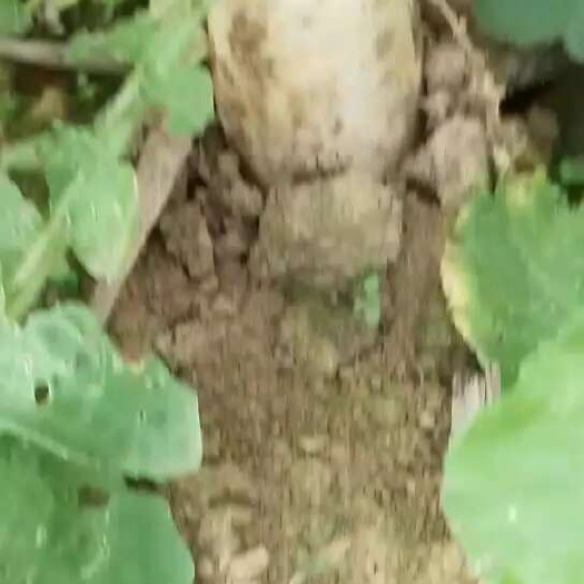漂亮的白萝卜