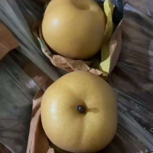 一斤起步秋月梨