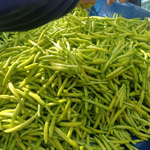 商丘新鲜黄花菜