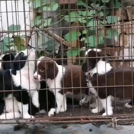 宿州牧羊犬 边牧，巴哥，法牛，柯基，中小型神犬听话聪明伶俐