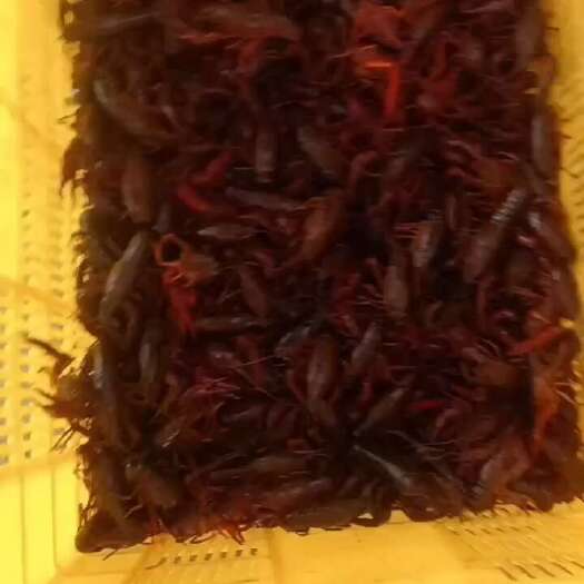 沅江市小龙虾