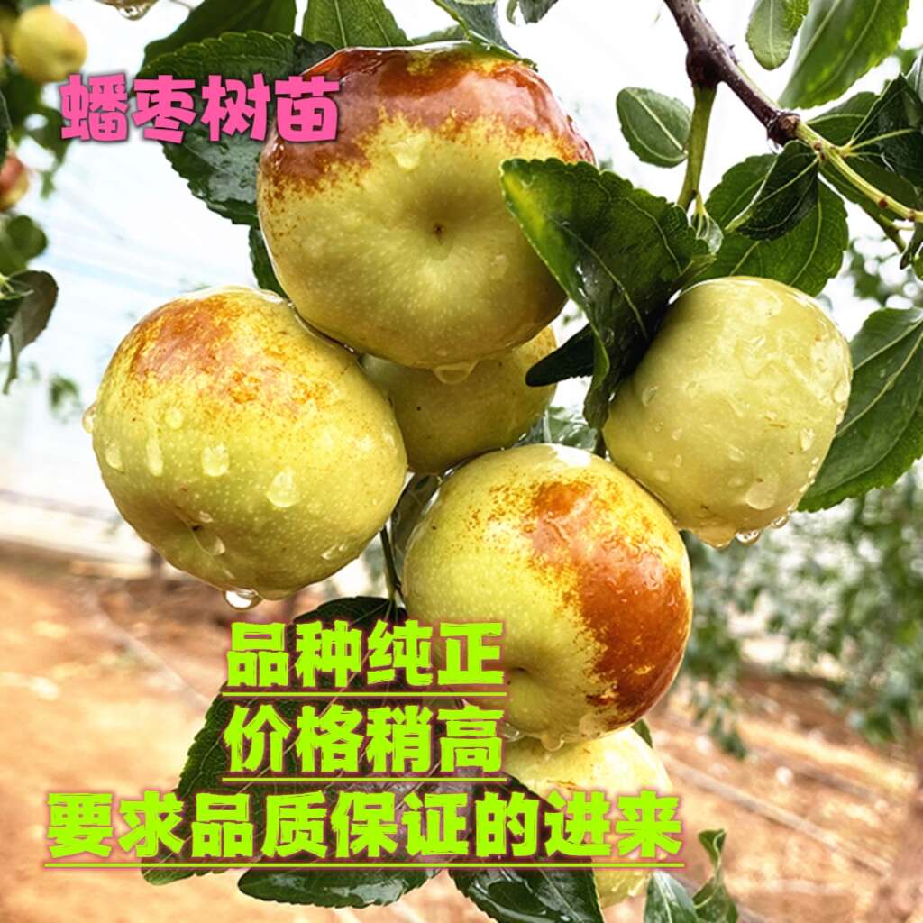 蟠枣树苗蟠枣品种蟠枣苗蟠枣大苗当年结果