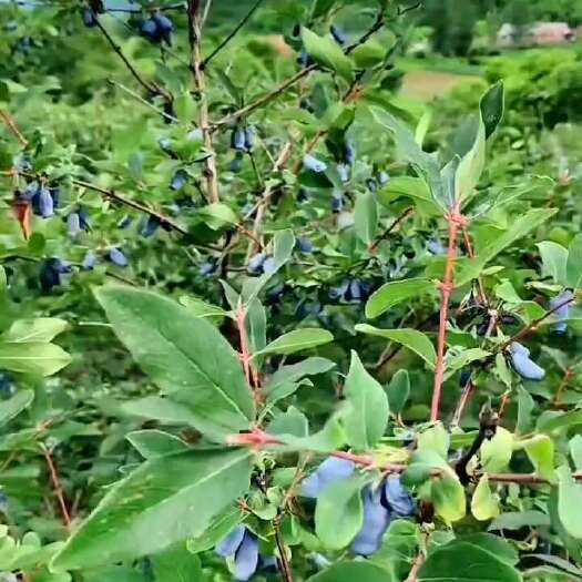 白山蓓蕾2号蓝靛果苗  果大味甜 盆栽地栽均可 当年栽种当年结果