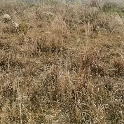 常宁市村委会大面积土地流转出租