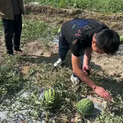景洪市西瓜。甜王。
