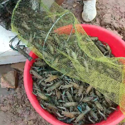 雷州市7钱起有货