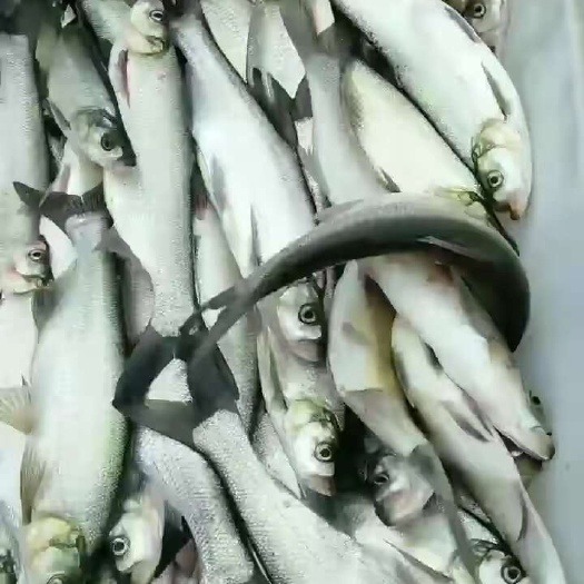 肥西县翘嘴鲌鱼