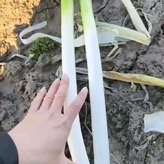 启东市钢葱