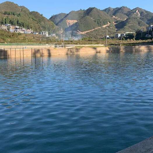 凯里市优质地下水鲤鱼