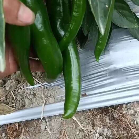 恩平市新苗青椒