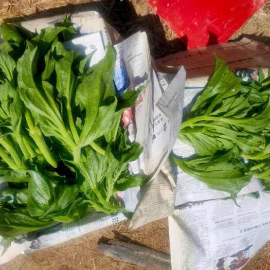 寿光市非洲冰草