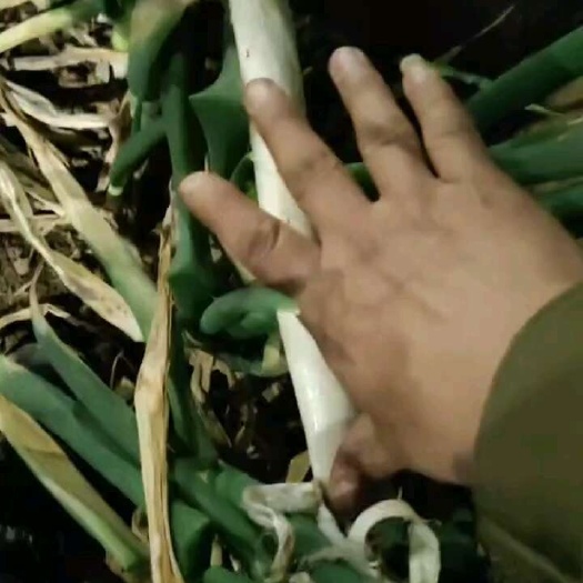 启东市钢葱
