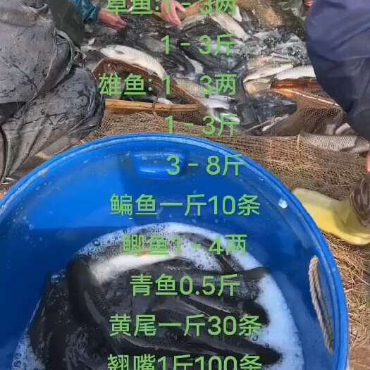 宁乡市草鱼苗