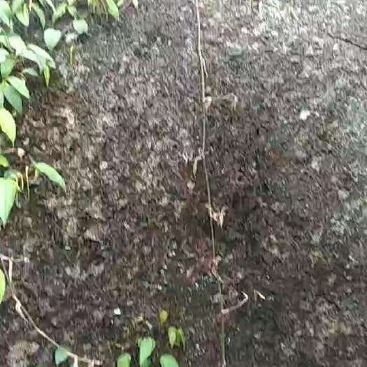 容县石楠藤鲜货（长期供应）