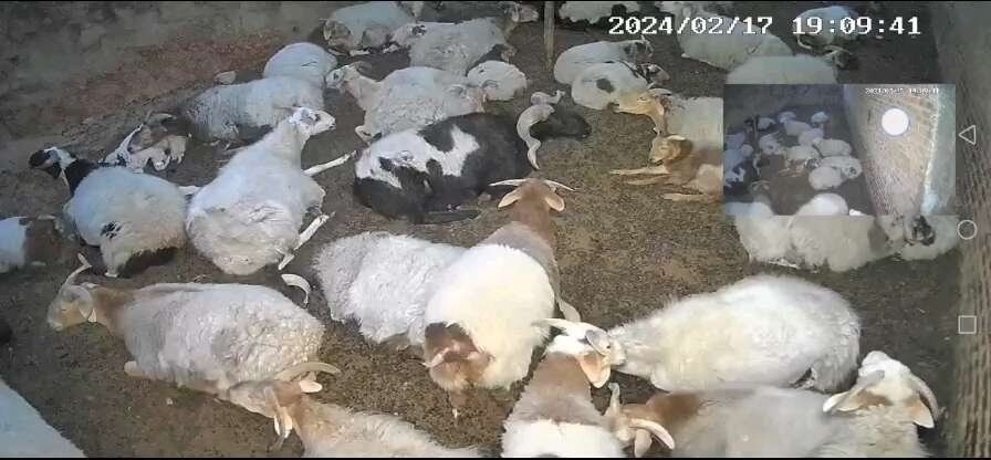 西宁50只假红脖，欧拉，需要的老板联系，价格不高！