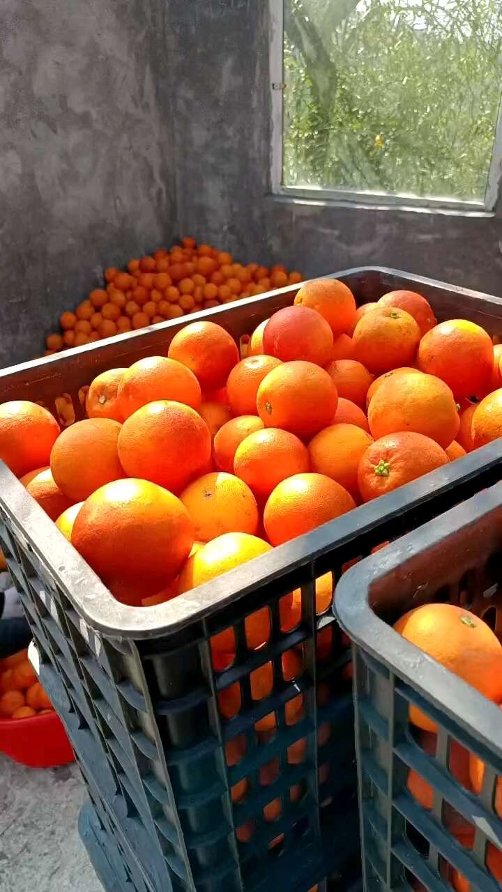 玫瑰香橙血橙供货中