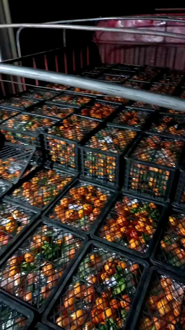 玫瑰香橙血橙供货中