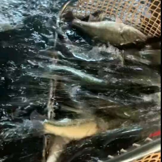 广州鲈鱼