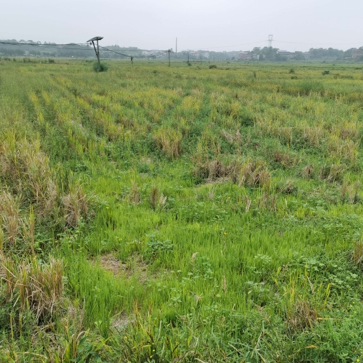 常宁市大面积土地流转