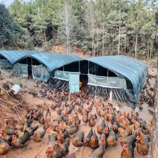 江西崇仁散养跑山鸡青脚黑瑶130天，产蛋，出售，欢迎老板滴滴