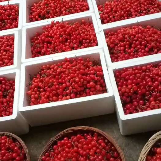赫章县贵州玛瑙红樱桃，大量上市，有需要的老板请提前联系