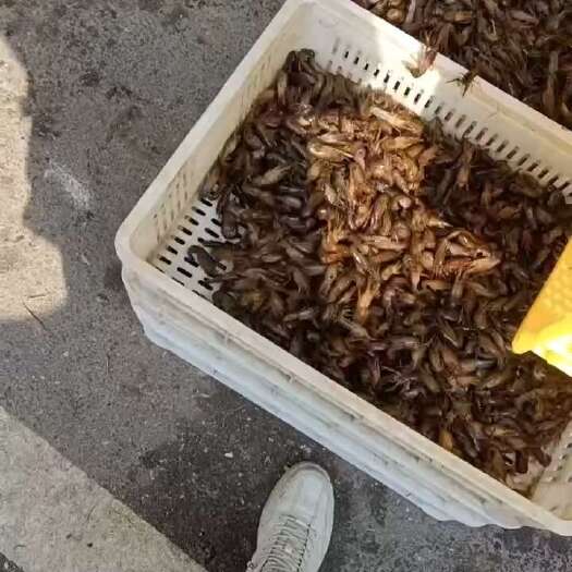 沅江市虾苗