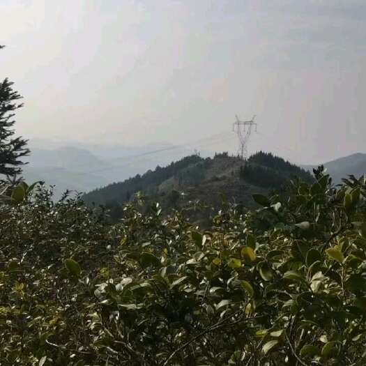 天峨县广西山茶油广西老树茶油