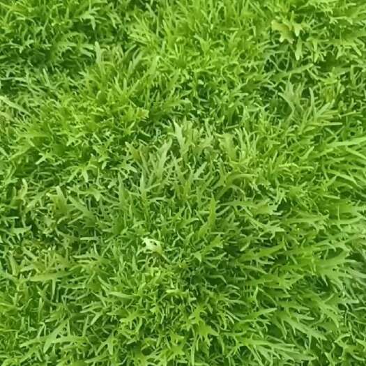 昌乐县自己家里种的苦菊，质量很好