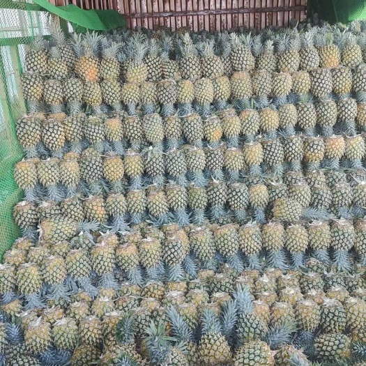 黄骅市菠萝