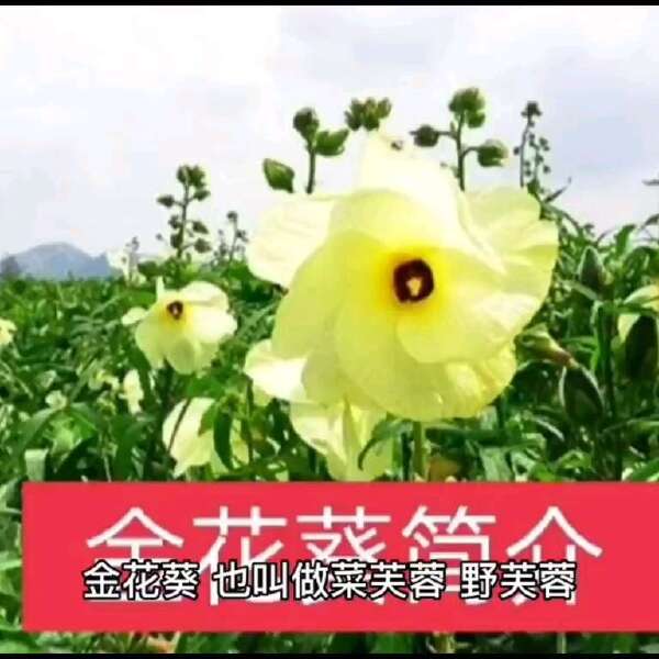 金花葵种子，菜芙蓉无限开花观赏观光农业花卉产业野芙蓉黄蜀葵种