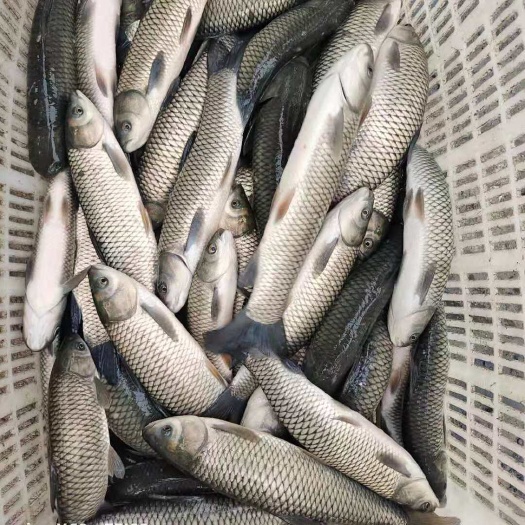 草鱼苗