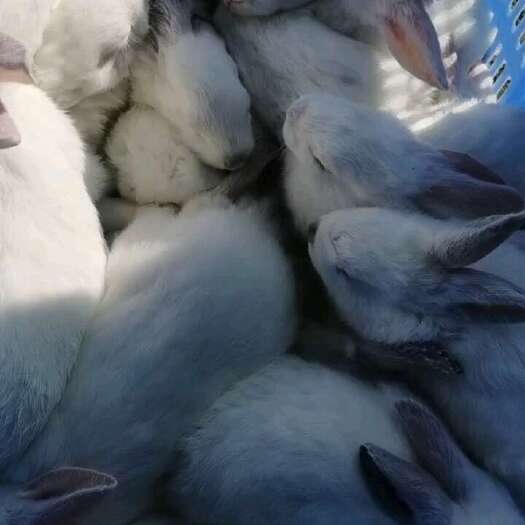 新兴县兔仔