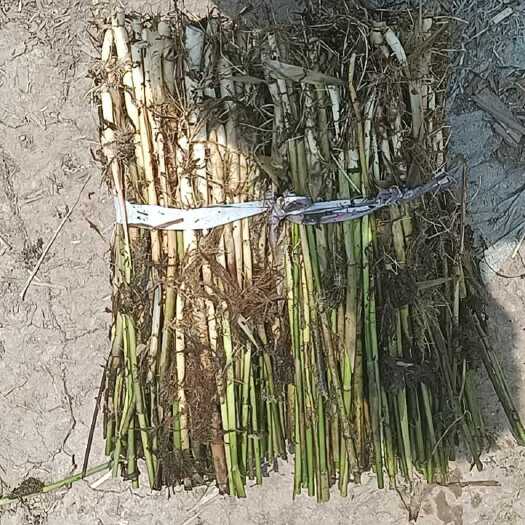 安新县出售各种荷花苗。芦苇苗  各种水生植物易活   价格低廉