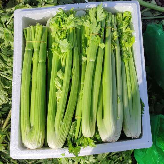 鹿邑县精品西芹，精品毛芹