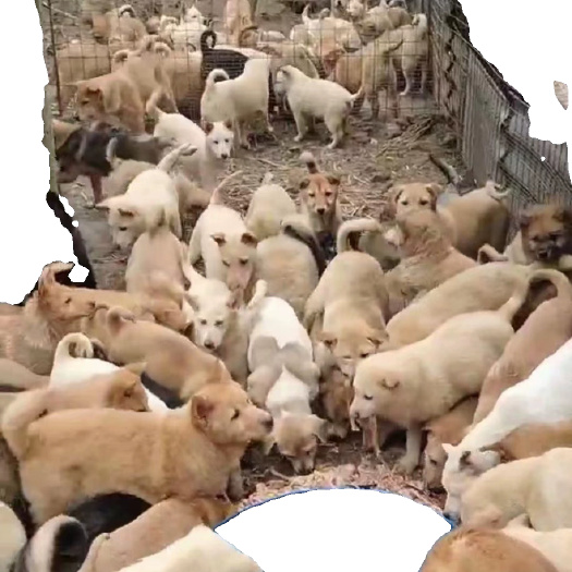 桃江县纯种广西本地土狗苗农村家养狗提供养殖技术疫苗齐全全国包送到家