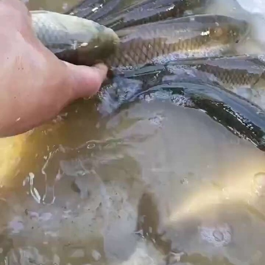 德阳草鱼