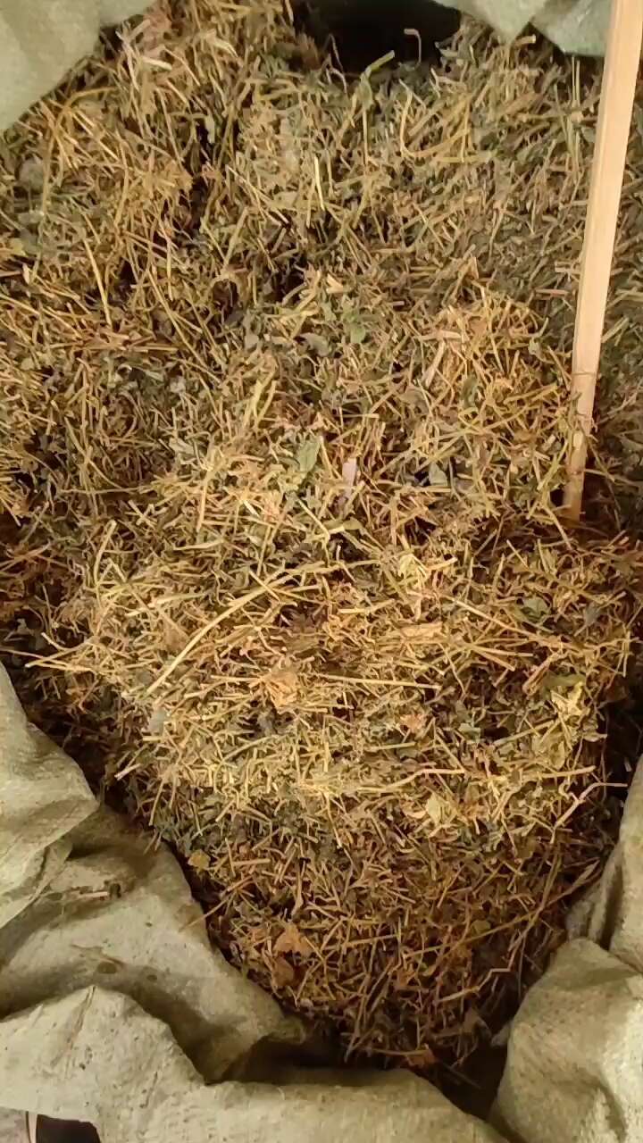 广西野生壮乡绞股蓝野绞股蓝 七叶绞股蓝茶