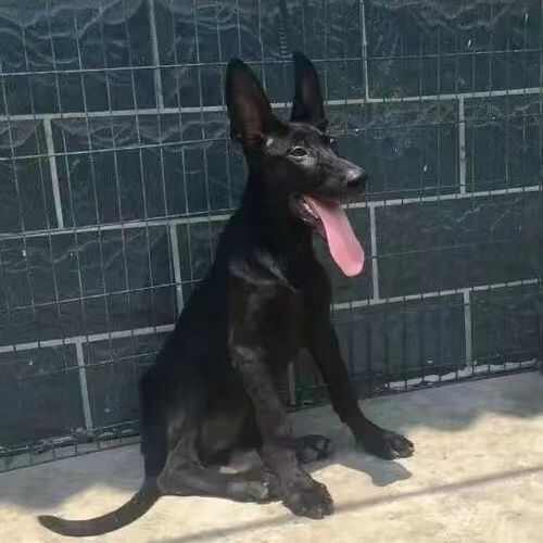桃江县纯种墨界黑狼犬纯黑短毛立耳黑狼犬大骨架方嘴巴公母都有疫苗已做