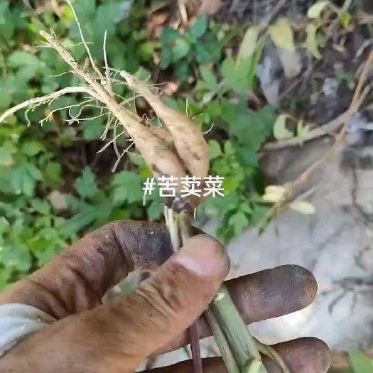 黎平县苦荬菜，现挖现卖，贵州品种，少量提供，天然环境大山深处货