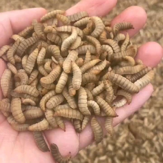 菏泽黑水虻