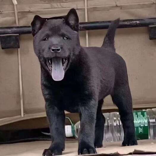 桃江县纯种广西土猎五黑犬虎头大骨架贴身短毛公母都有基础疫苗已做完