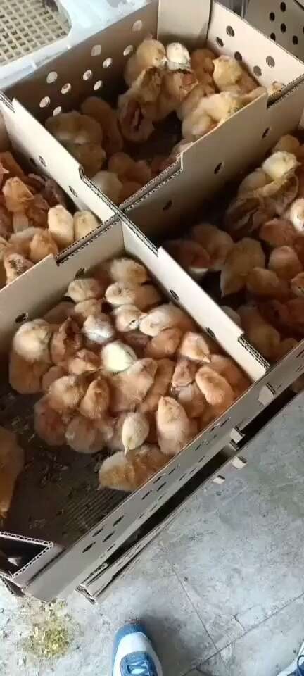 梓潼县九斤黄，佳红鸡苗