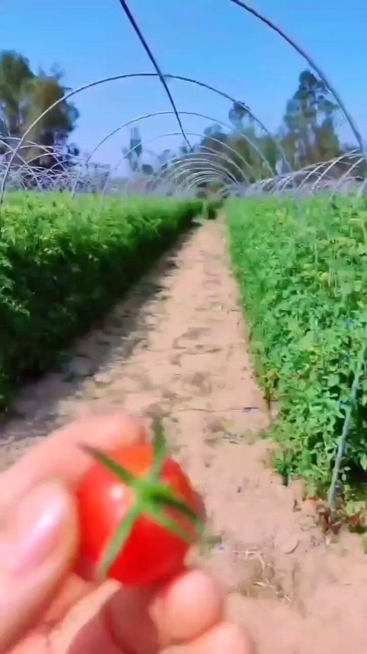 电白千禧圣女果产地直供走货源头对接合作流程