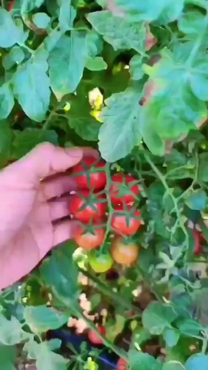 电白千禧圣女果产地直供走货源头对接合作流程