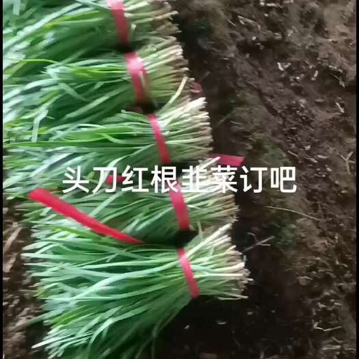 凌海市辽宁省锦州市凌海市汉中韭菜四五毛钱，滞销状态大量货源，产地直