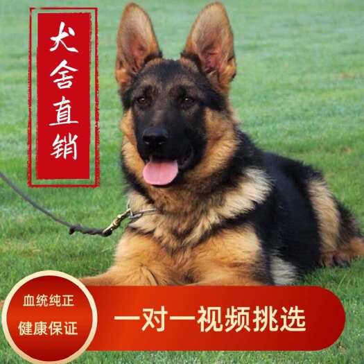 桃江县纯种赛级黑背德国牧羊犬 放牧牛羊看家护院犬 公母都有 包纯种