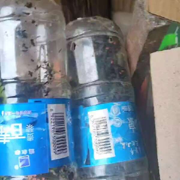 芫菁，红头芫菁，贵州品种下单捕捉，量大请详情咨询，请直接下单