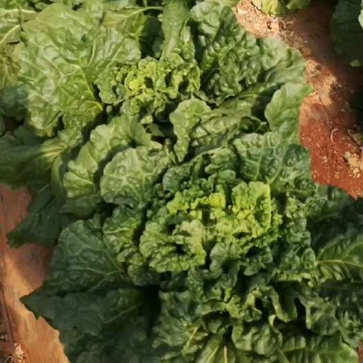 牟定县青麻叶大白菜